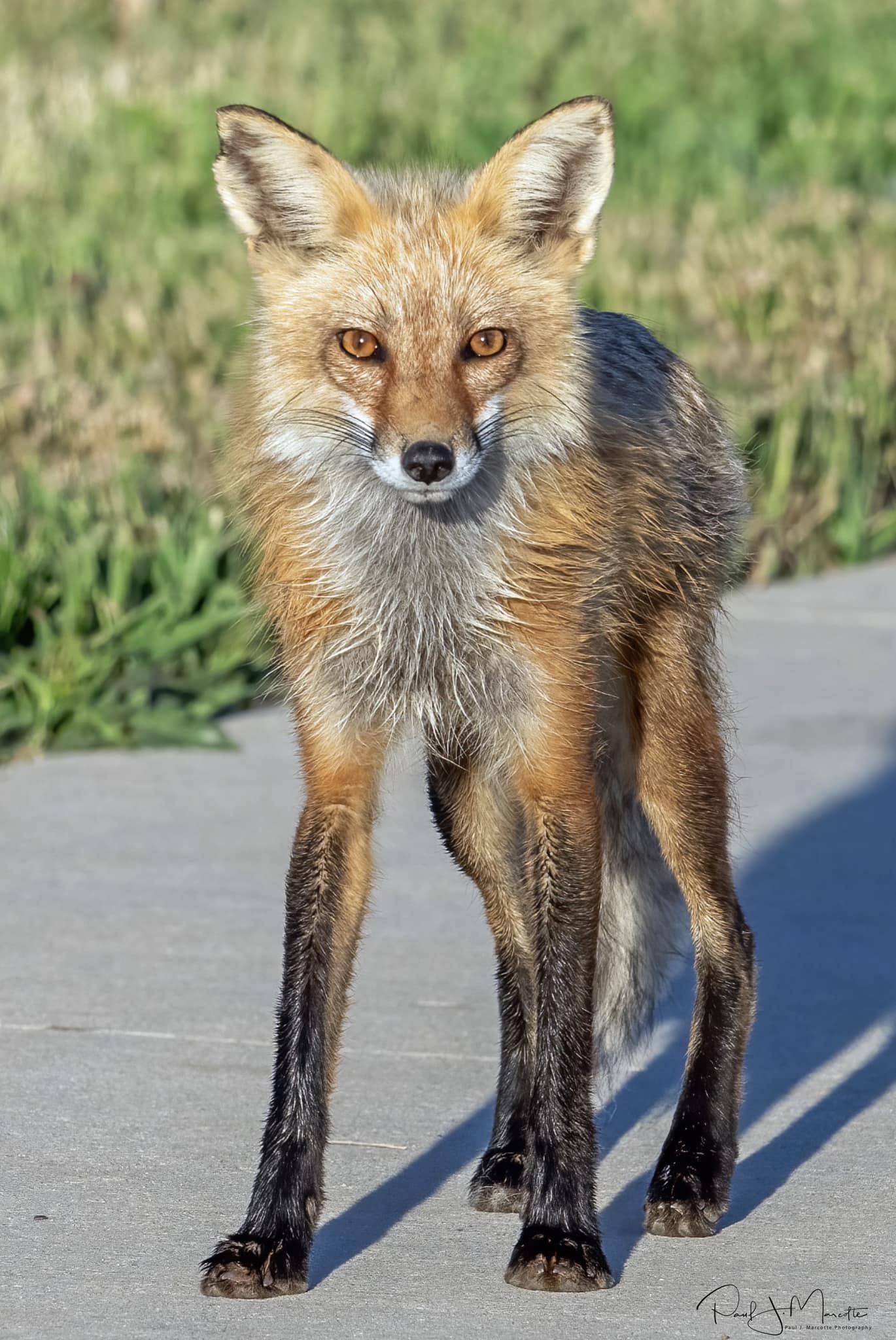 Eastern American Red fox